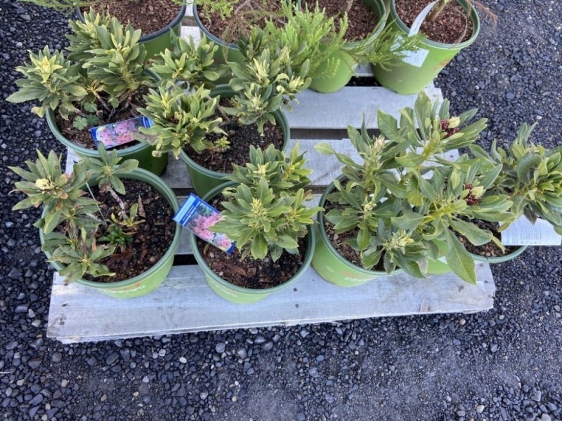 Nova Zembla Rhododendron, Qty. 6