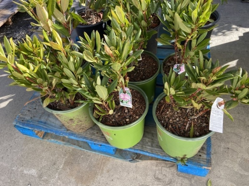 English Roseum Rhododendron, Qty. 6