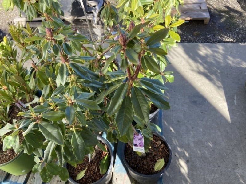 Lee's Dark Purple Rhododendron, Qty. 6