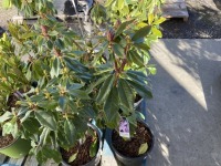Lee's Dark Purple Rhododendron, Qty. 6