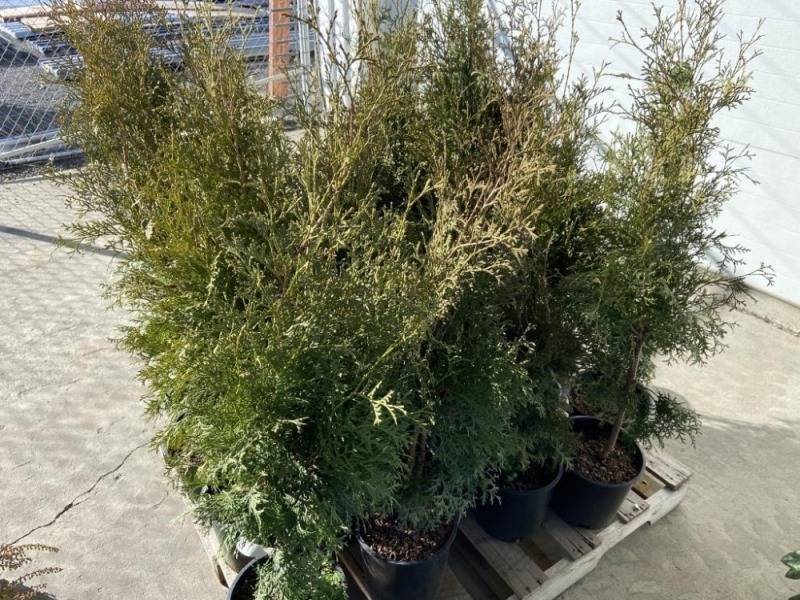Skybound Arborvitae, Qty. 20