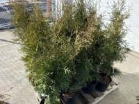 Skybound Arborvitae, Qty. 20