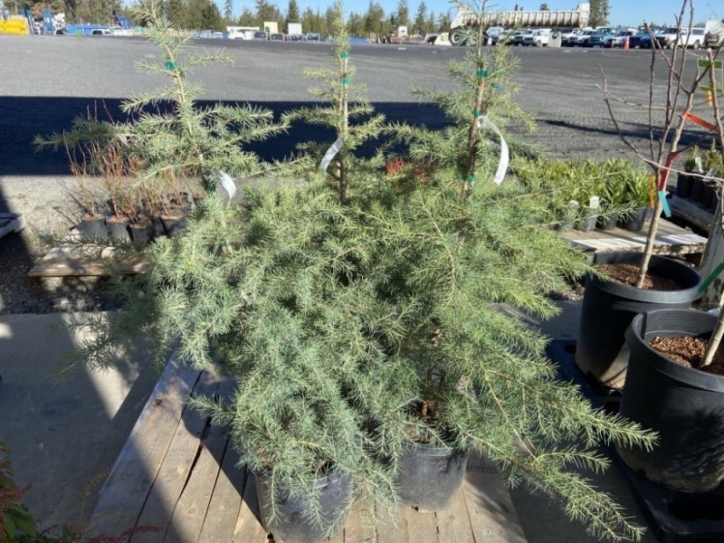 Deodar Cedar, Qty. 4