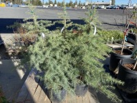 Deodar Cedar, Qty. 4