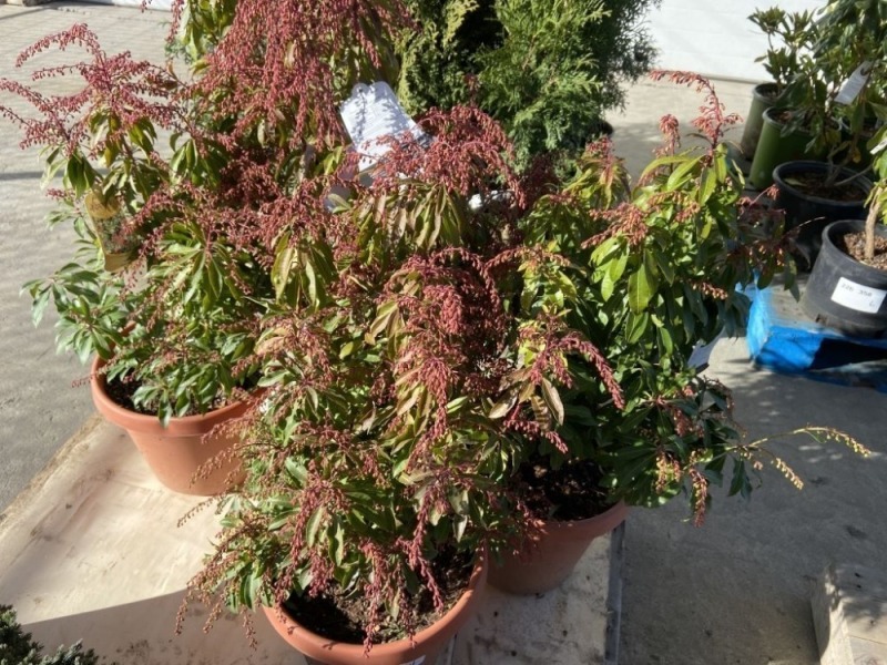 Mountain Fire Pieris, Qty. 4