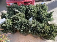 Blue Star Juniper, Qty. 12