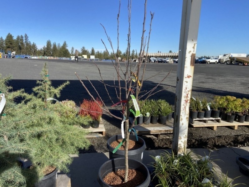4-Way Combination Apple Trees, Qty. 2
