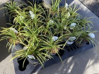 Big Blue Liriope, Qty. 20