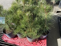 Austrian Pine, Qty. 10
