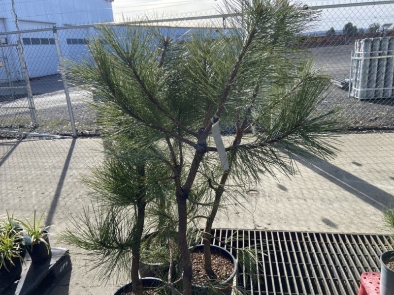 Ponderosa Pine, Qty. 4