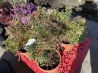 Little Heath Pieris, Qty. 4