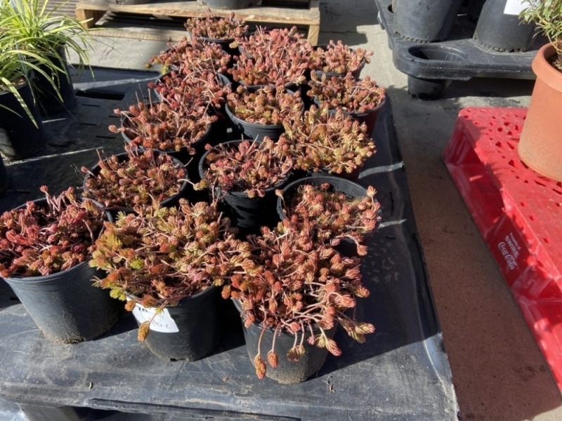 Sedum, Qty. 16