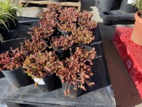 Sedum, Qty. 16