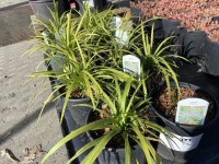 Big Blue Liriope, Qty. 10