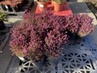 Pink Heather, Qty. 16