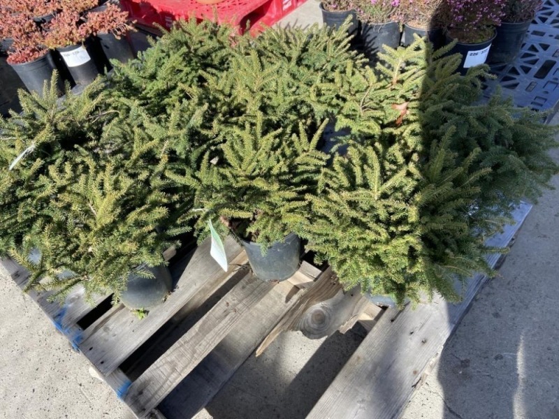 Nest Spruce, Qty. 12