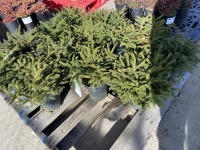Nest Spruce, Qty. 12