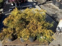 Sungold False Cypress, Qty. 16