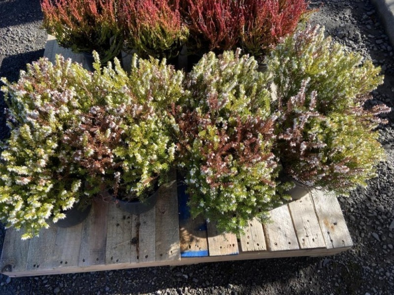 White Heather, Qty. 8