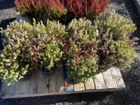 White Heather, Qty. 8