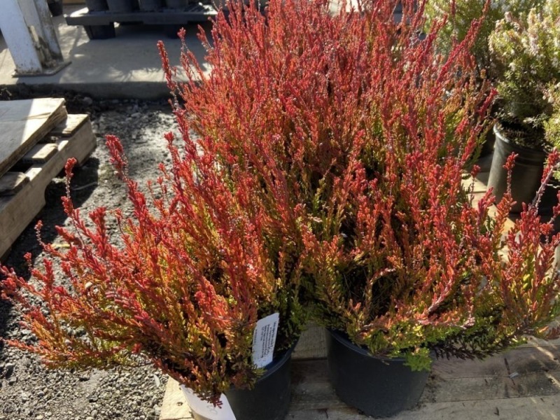 White Chocolate Heather, Qty. 8