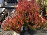 White Chocolate Heather, Qty. 8