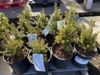 Dwarf Alberta Spruce, Qty. 16