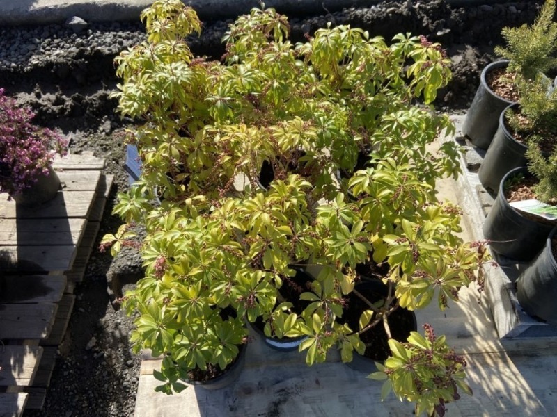 Valley Rose Japanese Pieris, Qty. 12