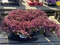 Pink Heather, Qty. 12