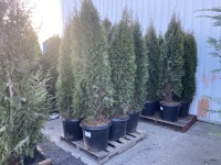 Emerald Green Arborvitae, Qty. 6