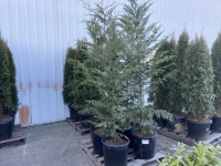 Leyland Cypress, Qty. 6