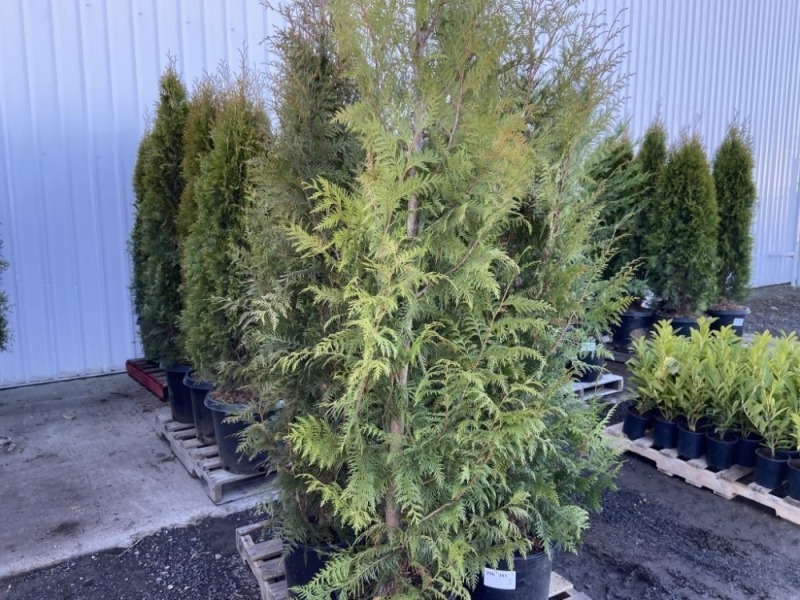 Excelsa Western Red Cedar, Qty. 5