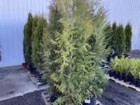 Excelsa Western Red Cedar, Qty. 5