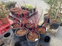 Baileyi Red Twig Dogwood, Qty. 6