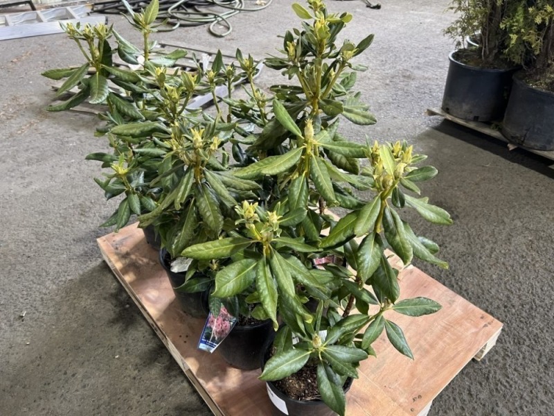 Nova Zembla Rhododendron, Qty. 6