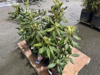 Nova Zembla Rhododendron, Qty. 6