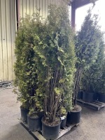 Skybound Arborvitae, Qty. 9
