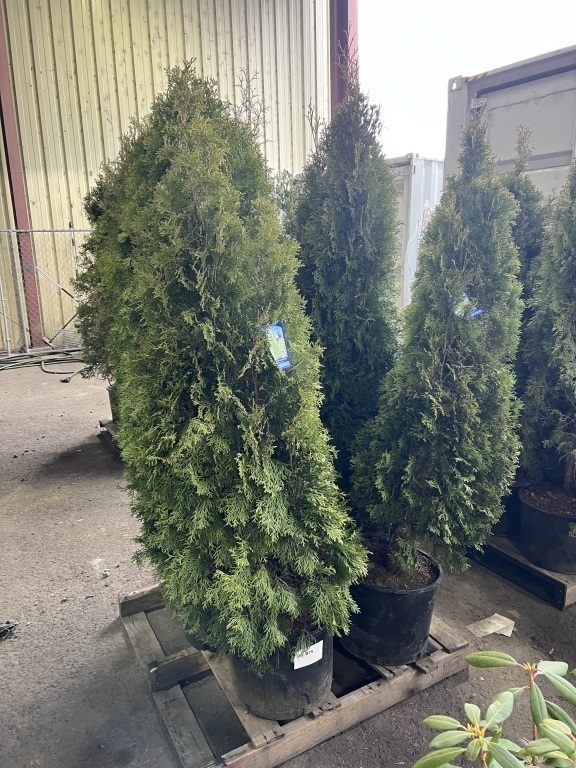 Emerald Green Arborvitae, Qty. 6