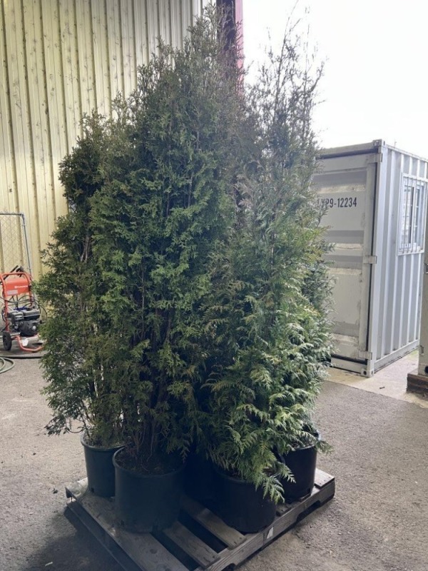 Excelsa Western Red Cedar, Qty. 8