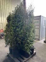 Excelsa Western Red Cedar, Qty. 8