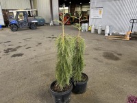 Weeping Giant Sequoia, Qty. 2