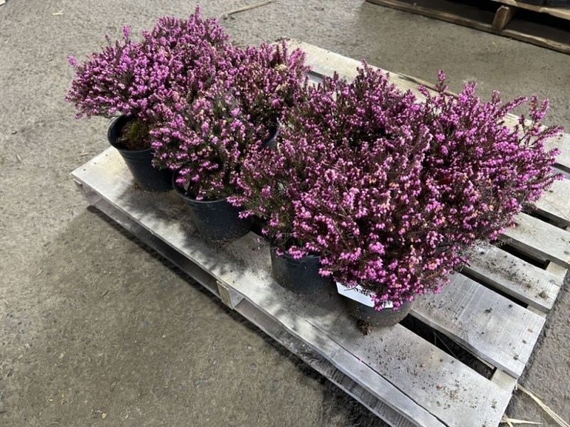 Pink Heather, Qty. 8