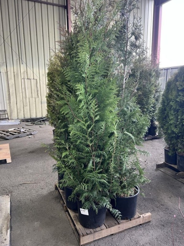 Excelsa Western Red Cedar, Qty. 6