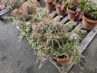 Japanese Pieris, Qty. 4