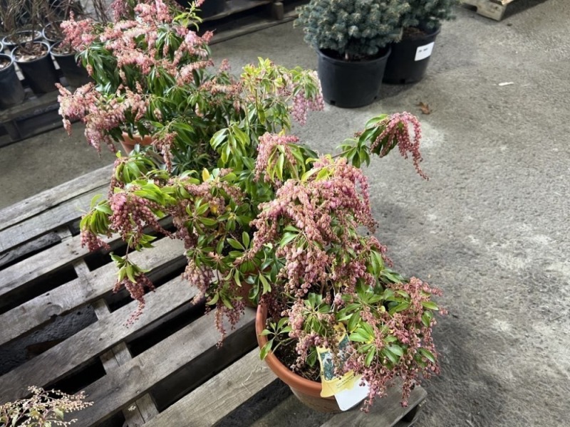 Valley Rose Japanese Pieris, Qty. 4