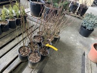 Vaccinium Corymbosum, Qty. 12