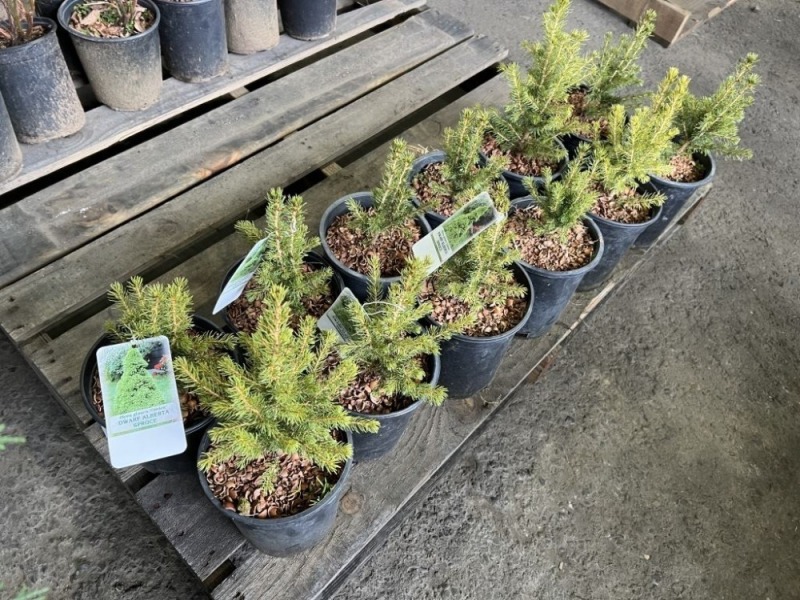 Dwarf Alberta Spruce, Qty. 12