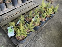 Dwarf Alberta Spruce, Qty. 12
