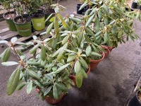 Roseum Pink Rhododendron, Qty. 4