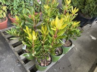 English Roseum Rhododendron, Qty. 6